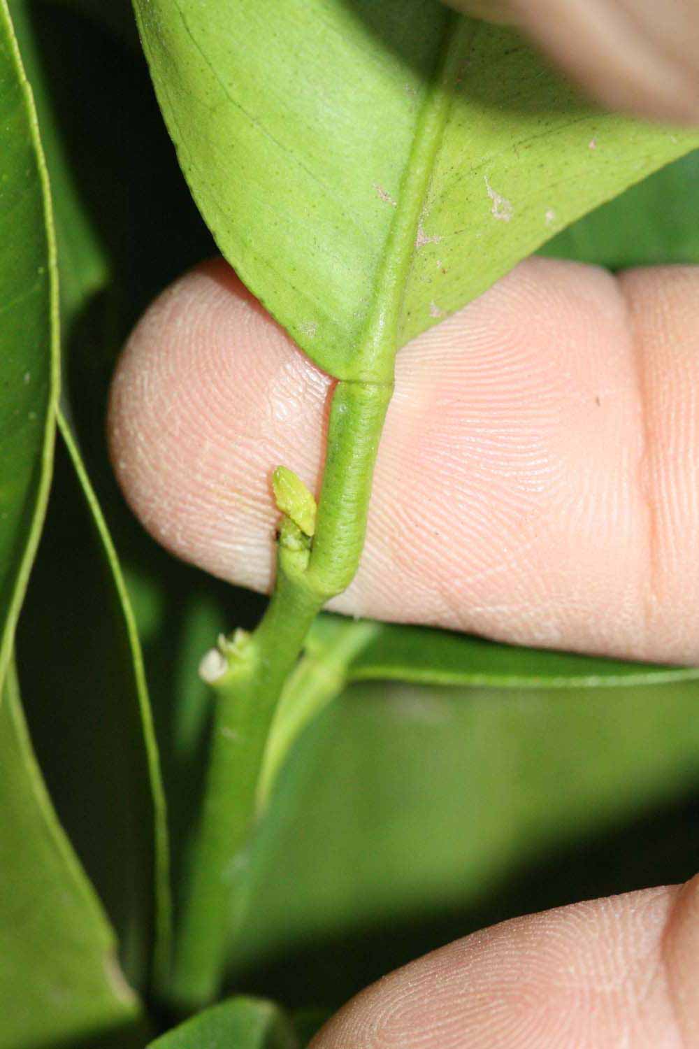              Petiole (Riverside, CA)       